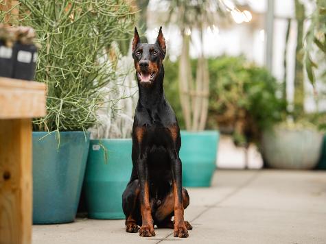 Harry von Prufenpuden thumbnail