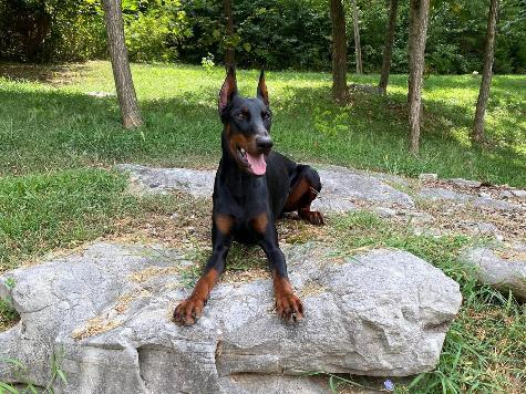 Harry von Prufenpuden thumbnail