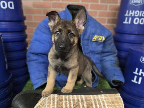 Tate von Prufenpuden thumbnail