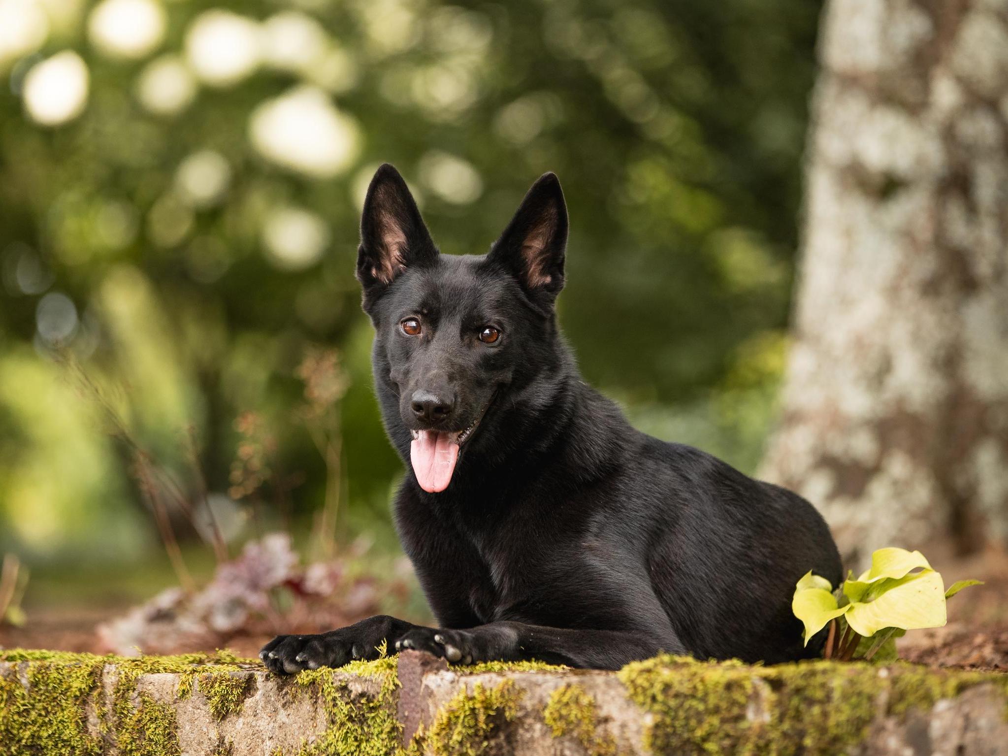 Darby von Prufenpuden Image
