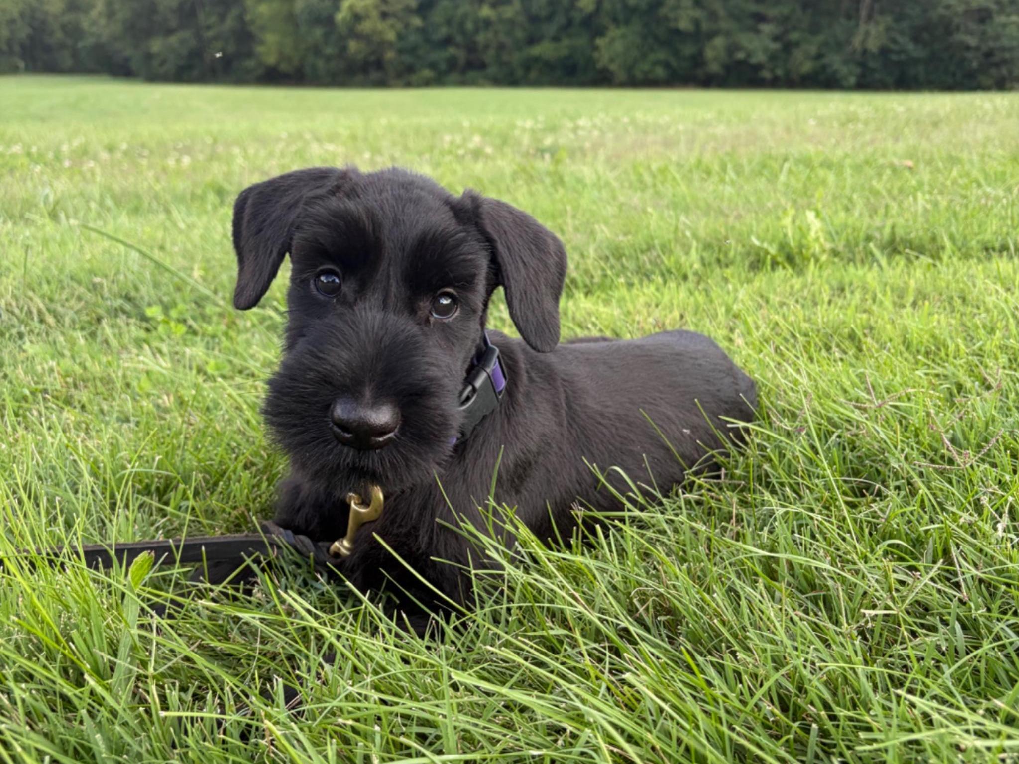 The "U" Litter Superstars Image