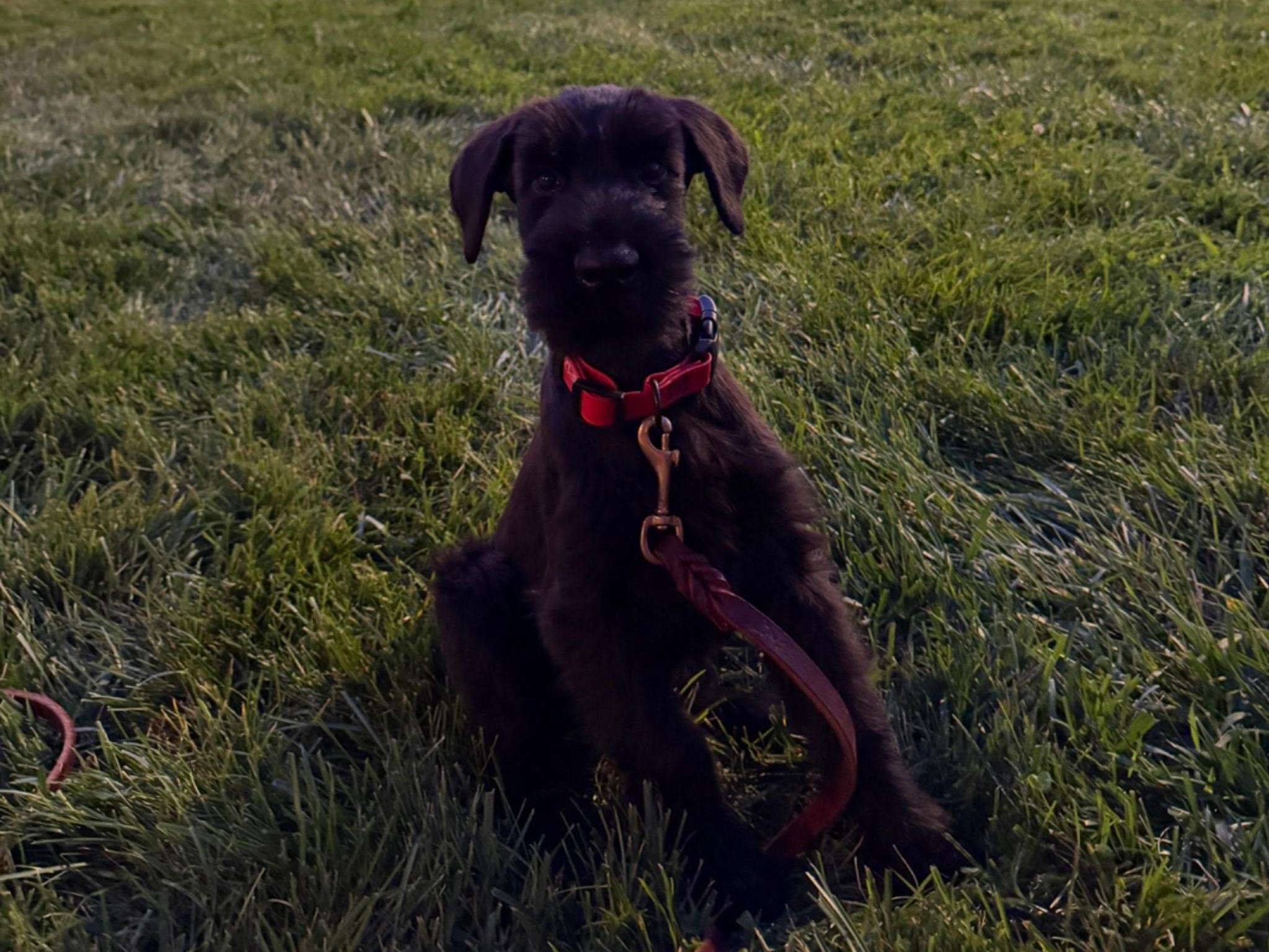 The "U" Litter Superstars Image