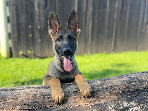 Tate von Prufenpuden thumbnail