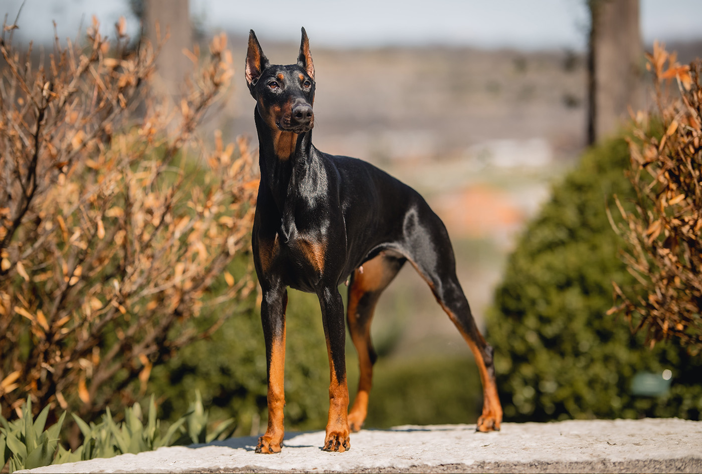 Doberman best sale protection dogs