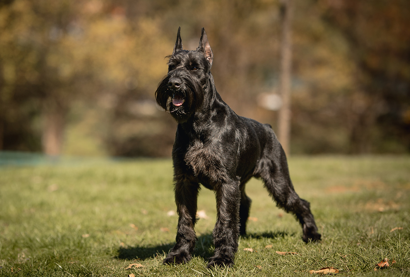 Trained Cane Corsos Personal & Family Guard Dog For Sale USA Protection  Dogs Worldwide USA Protection Dogs Worldwide USA