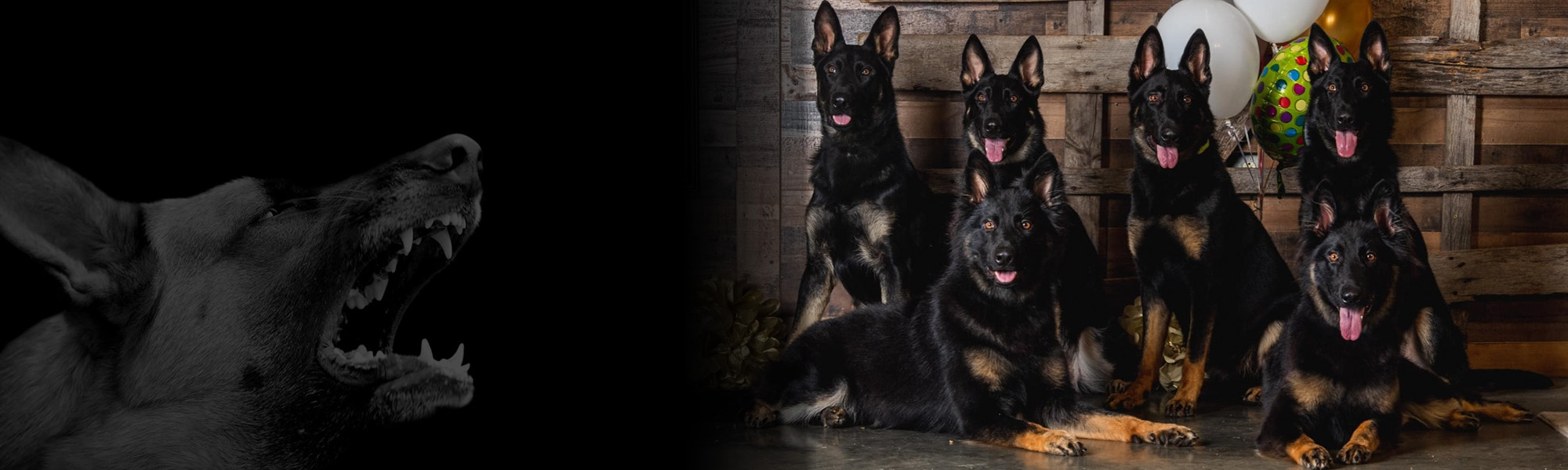 Protection Dog Sales: Executive, Family & Personal Protection Dogs