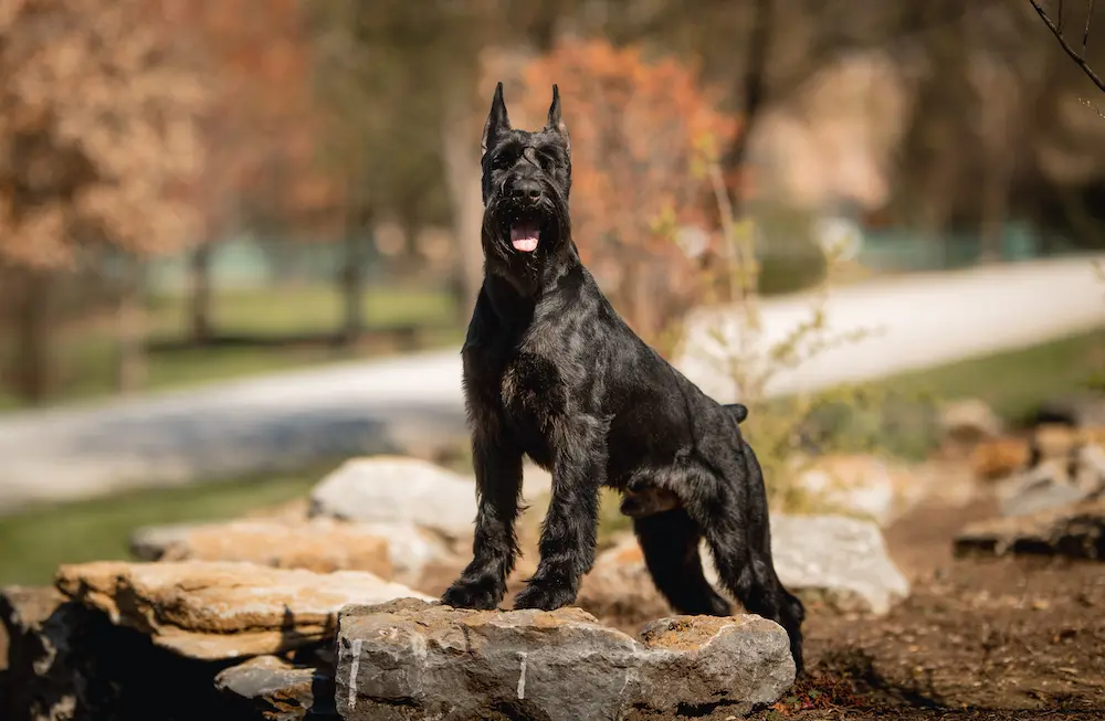 Giant Schnauzer Protection Dog