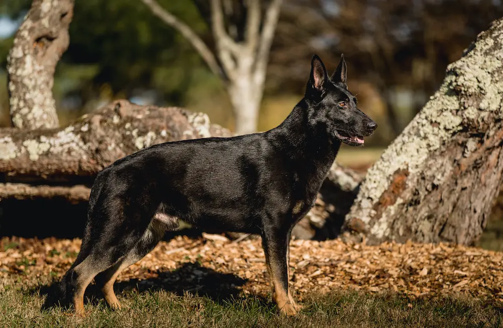 German Shepherd Protection Dog