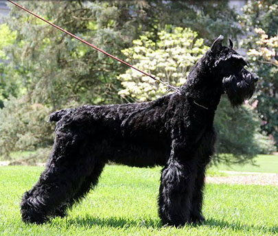 Giant Schnauzer Protection Dog