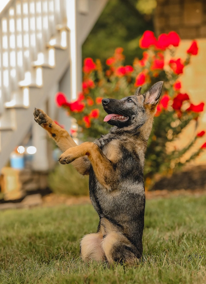 Home-raised family protection dog available for sale at Protection Dog Sales