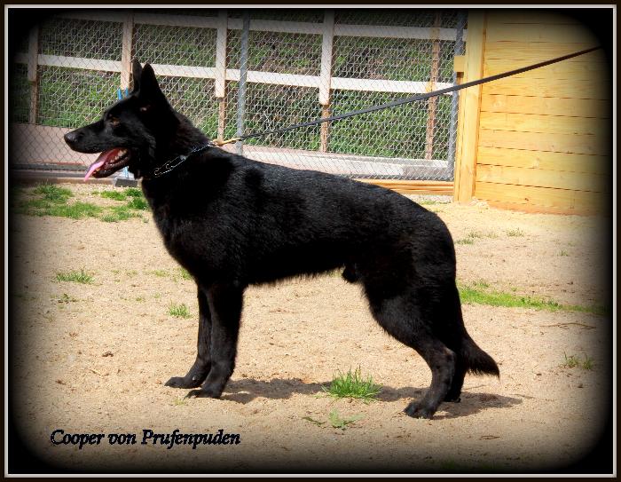 Cooper von Prufenpuden "SOLD" Image
