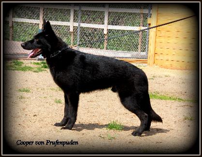 Cooper von Prufenpuden "SOLD" Image