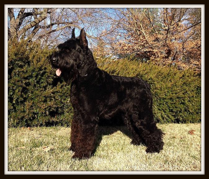 The "Duke"  AKC Champion "SOLD" Image