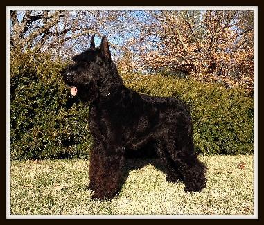 The "Duke"  AKC Champion "SOLD" Image