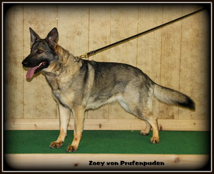 Zoey von Prufenpuden (Sold)