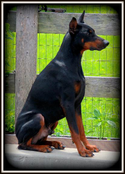 Doberman pinscher guard dogs best sale for sale