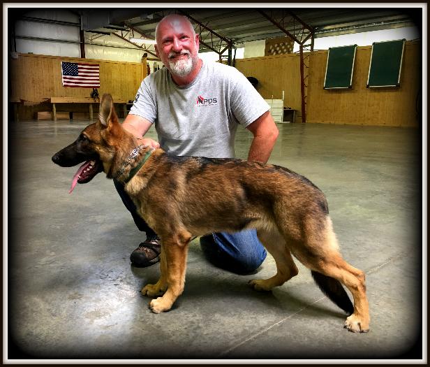 Red best sale sable gsd