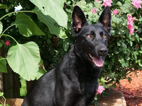 Chloe von Prufenpuden "Sold"
