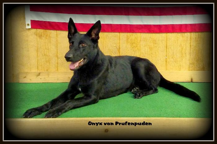 Onyx von Prufenpuden (Sold)