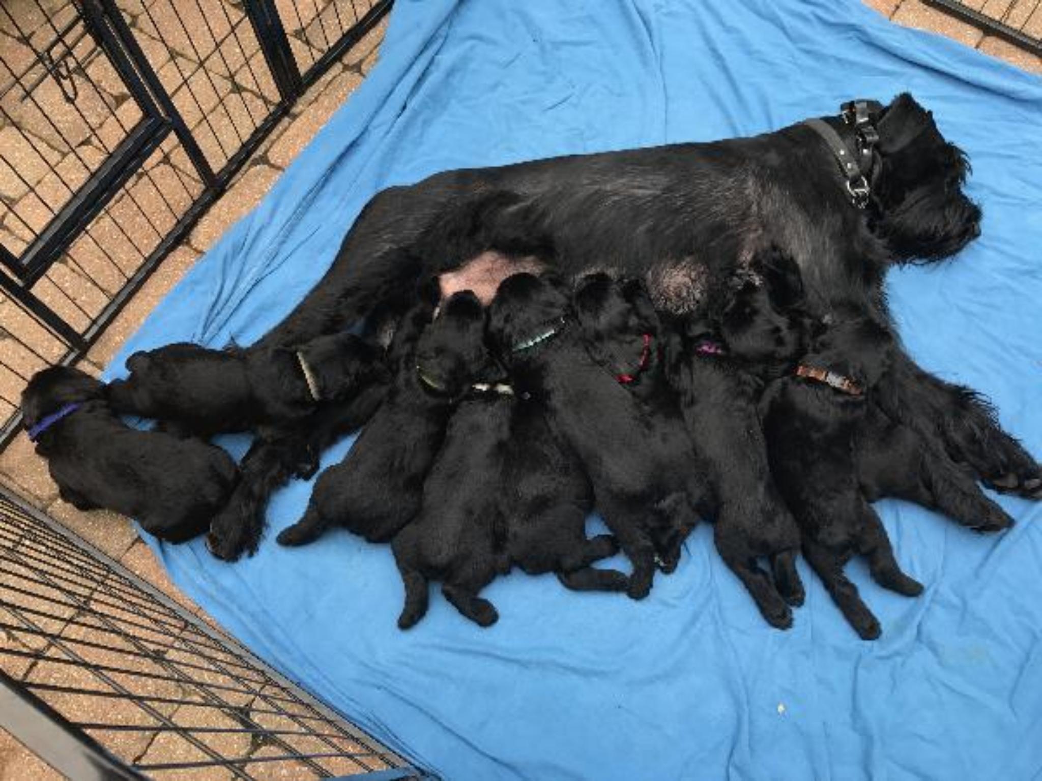 Giant schnauzer protection dogs best sale for sale