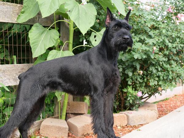 Giant schnauzer security store dog