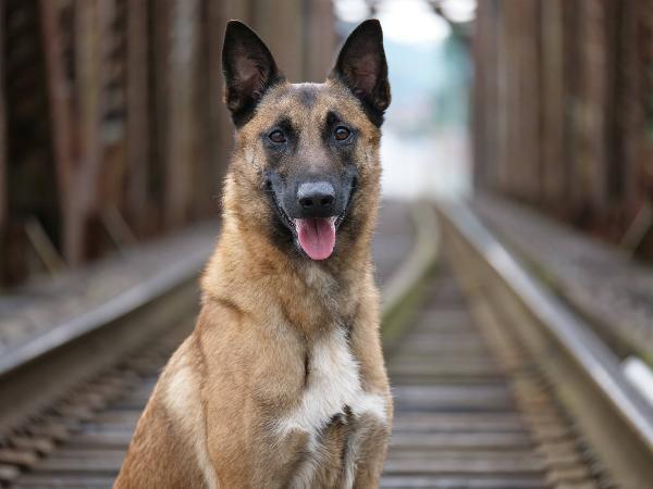 Belgian malinois executive sales protection