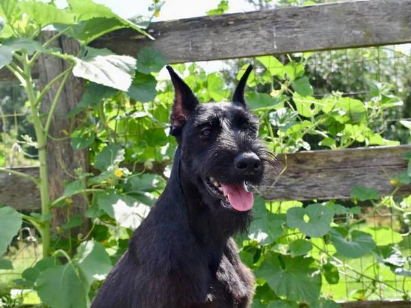 Giant schnauzer as store a guard dog