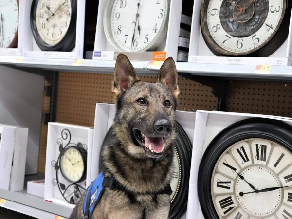 Thor von Prufenpuden "SOLD"