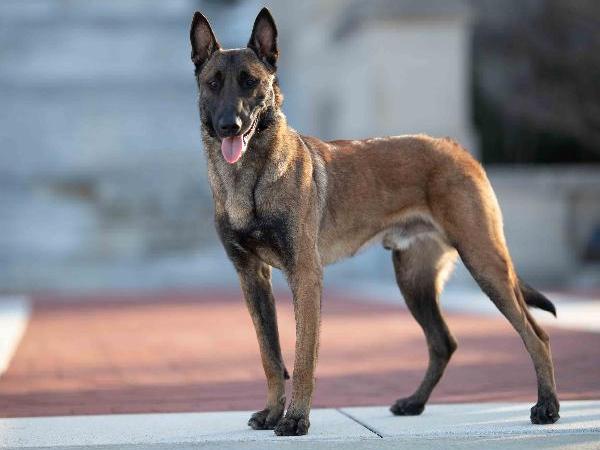 Belgian malinois attack hot sale dog for sale