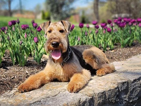 Airedale store guard dog