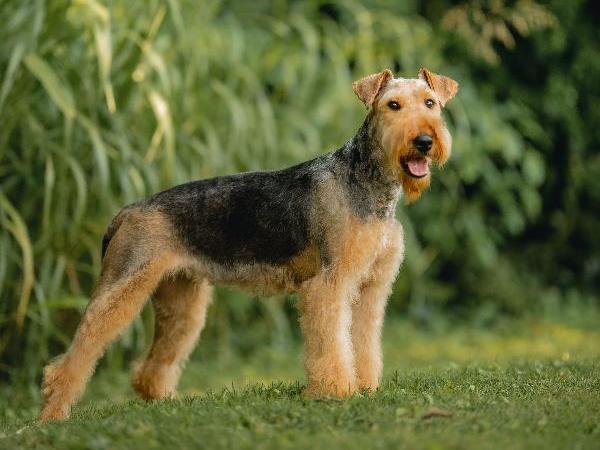 Airedale shedding 2024