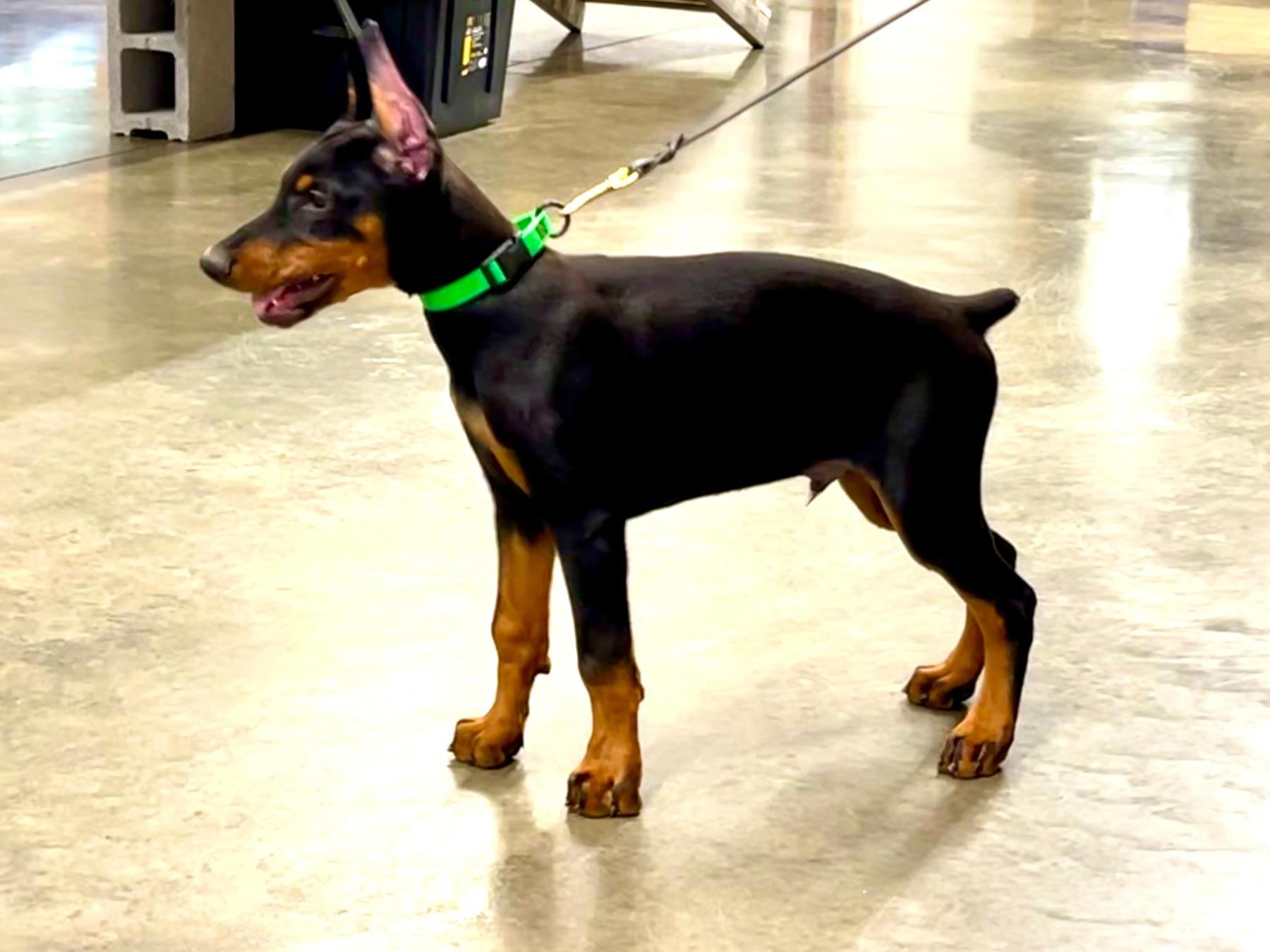 Doberman protection dog for 2024 sale