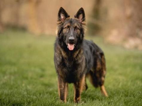 David harris protection dog clearance sales