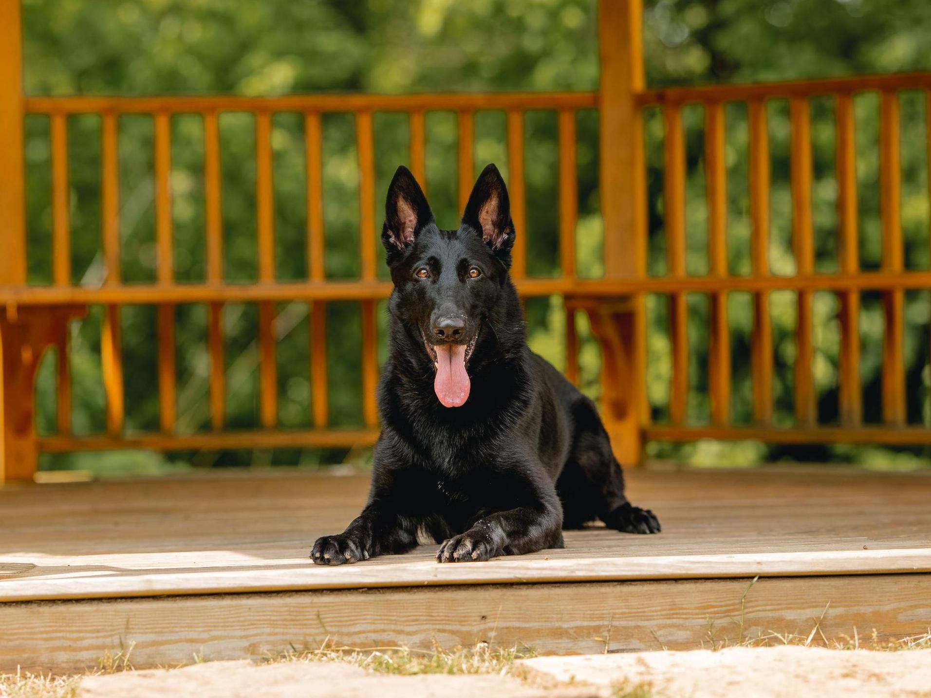 German shepherd store females for sale