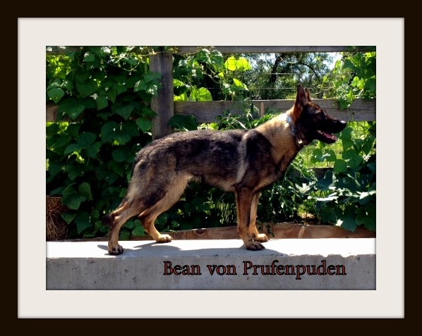 Bean von Prufenpuden (Sold)