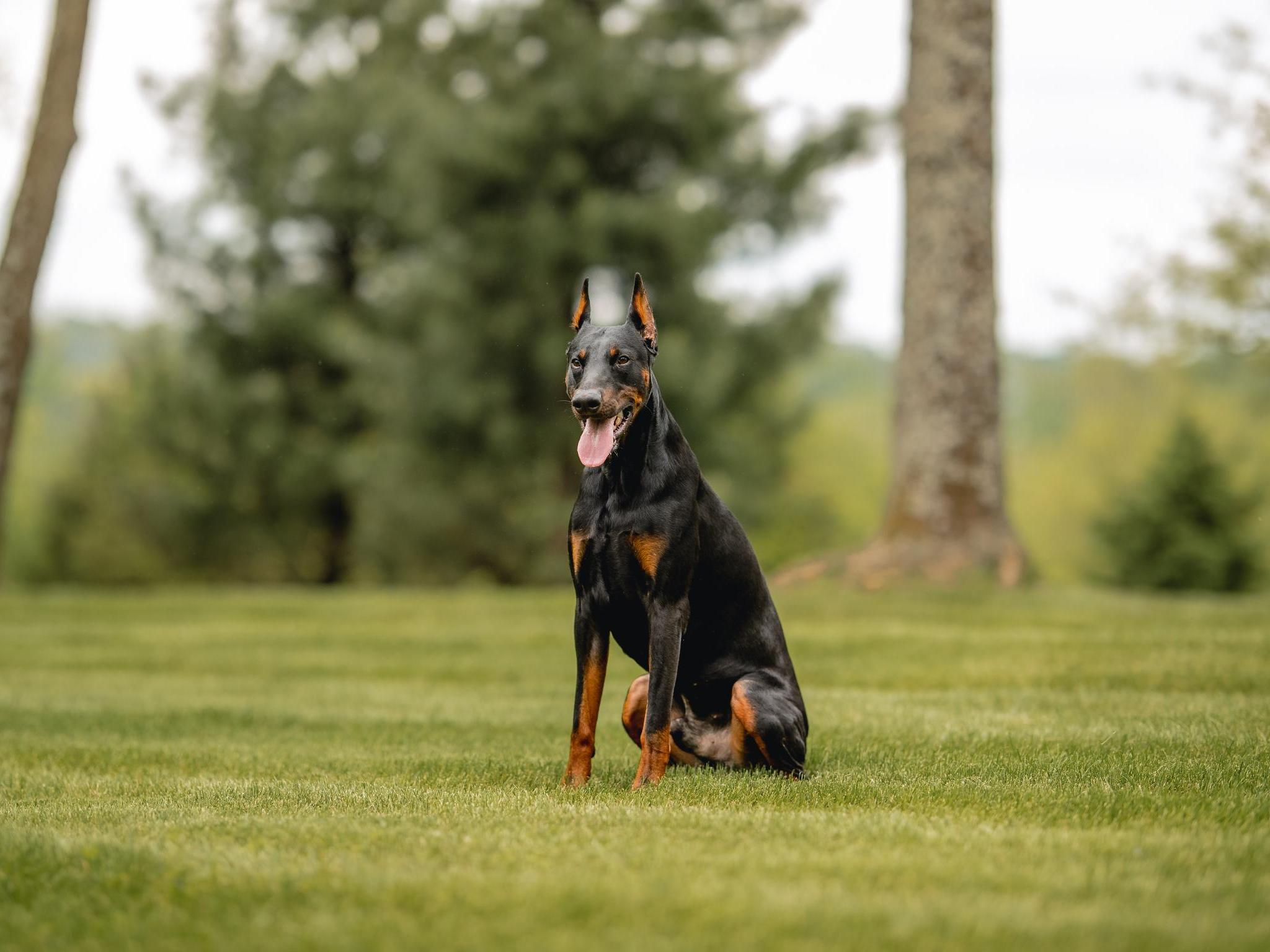 Protection doberman for store sale