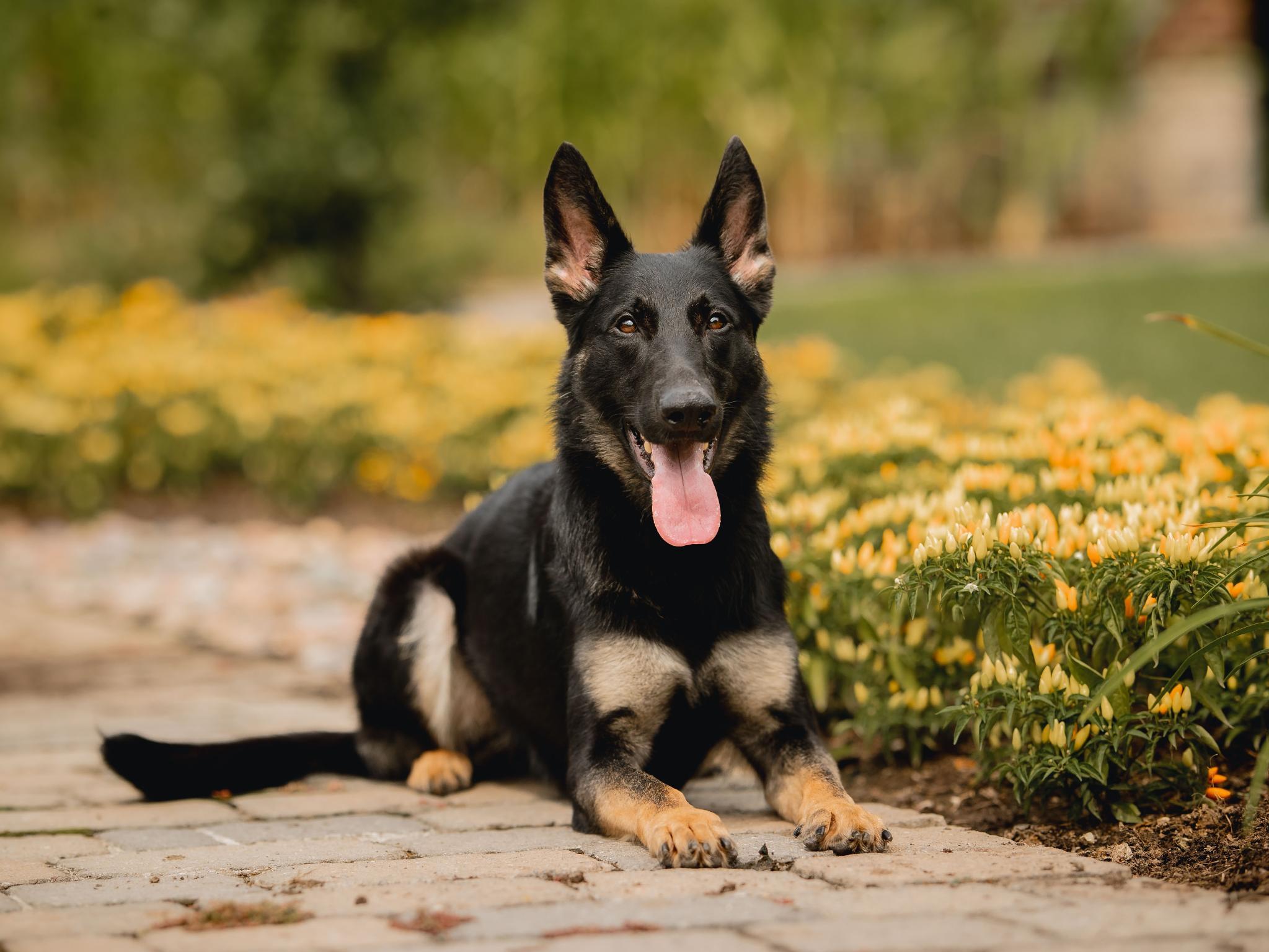 mostly black german shepherds