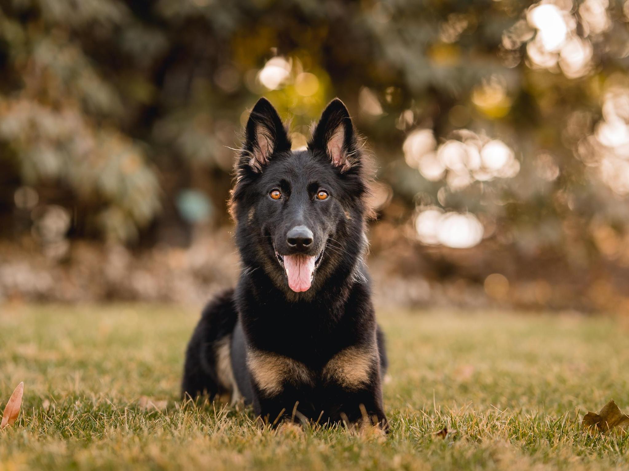 Protection Dogs For Sale | Protection Dog Sales