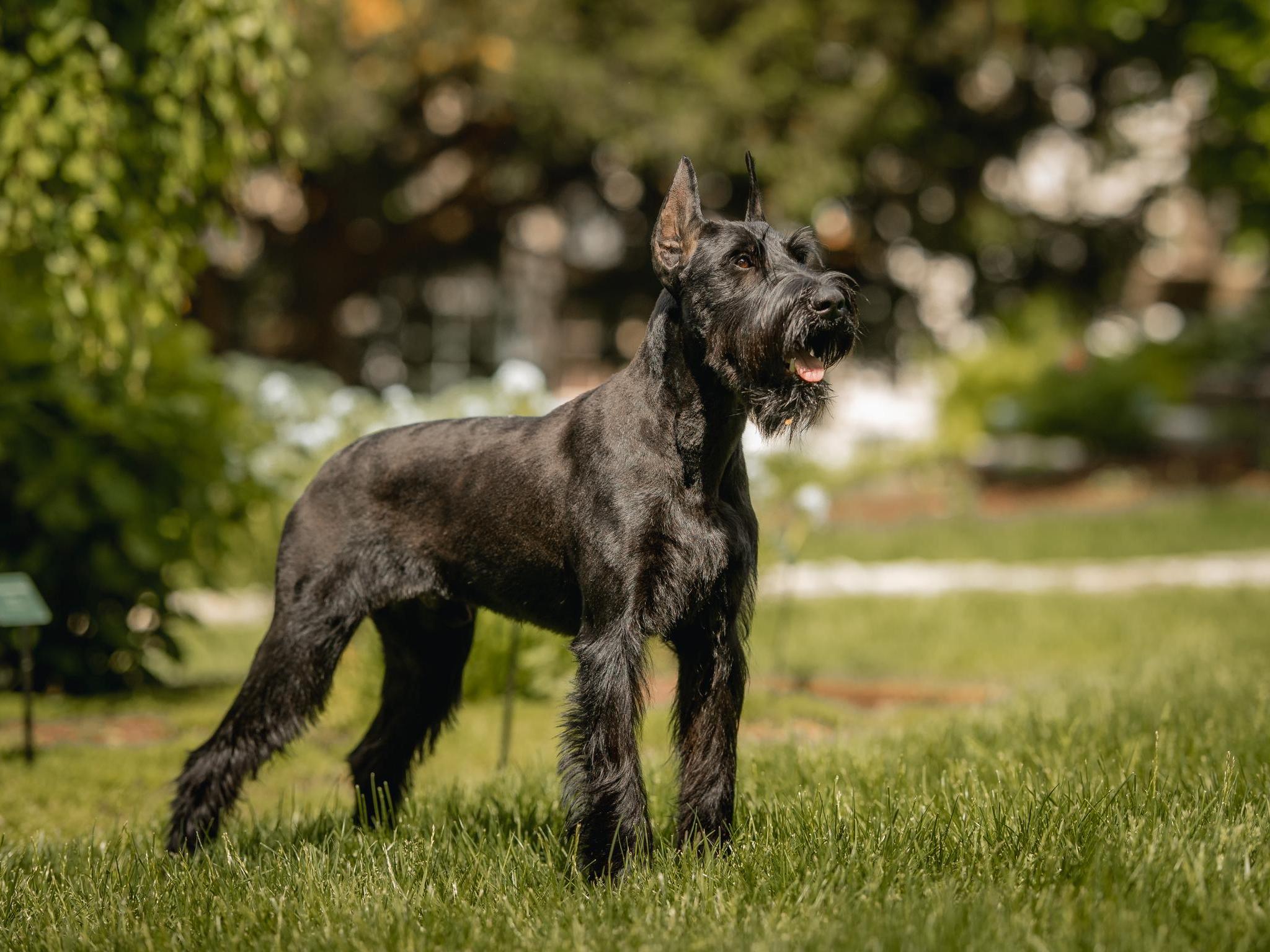 Schnauzer guard hot sale dog