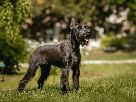 Giant schnauzer best sale security dog