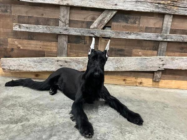 Trained giant store schnauzer for sale