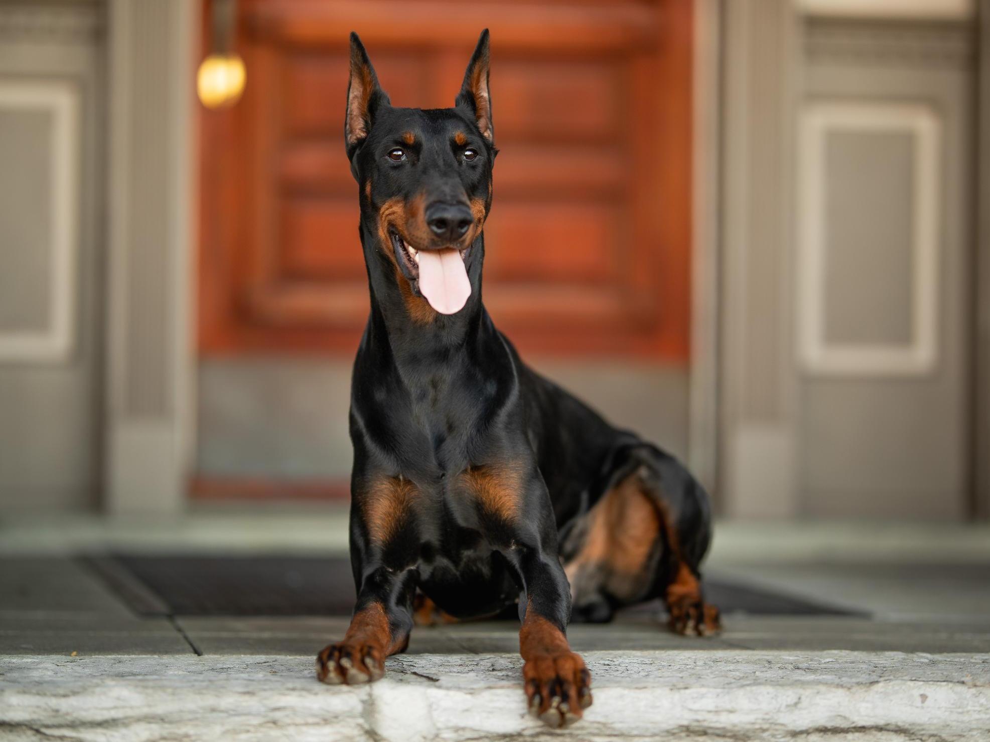 Doberman trained dogs for 2024 sale