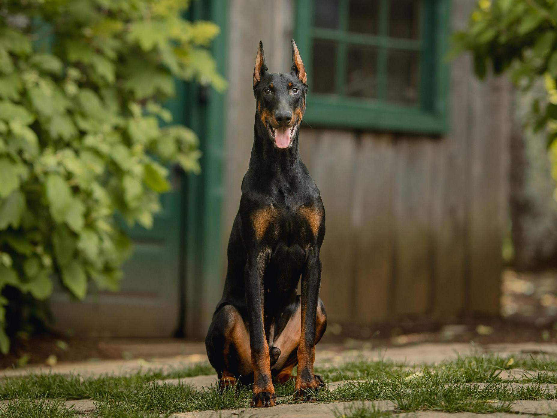 Doberman pinscher guard dogs best sale for sale