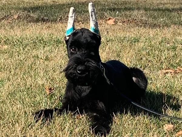 Giant best sale schnauzer sale