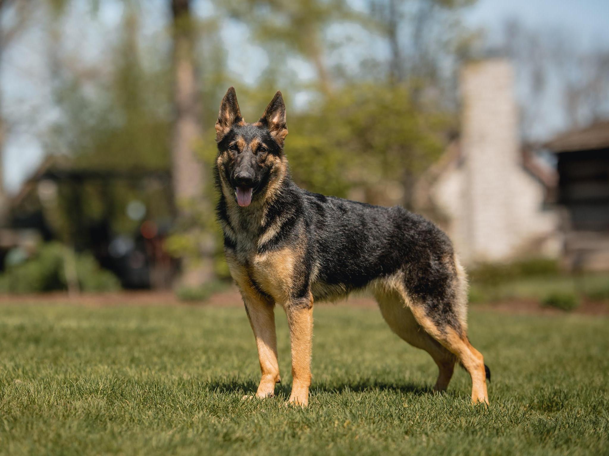 K9 best sale guard dogs