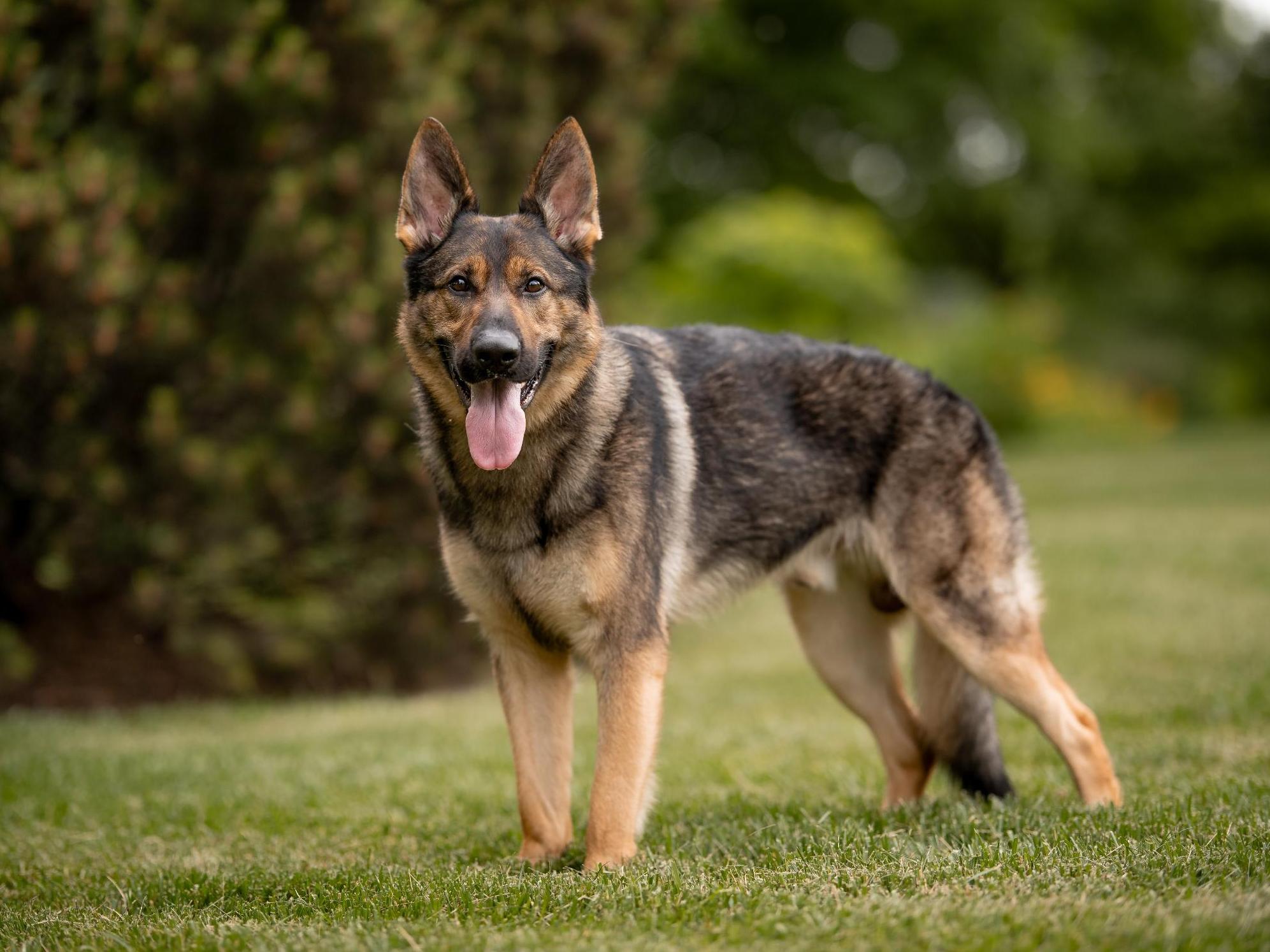 Protection Dog Sales Product Detail