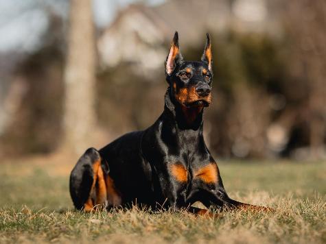 Doberman on sale guard dog