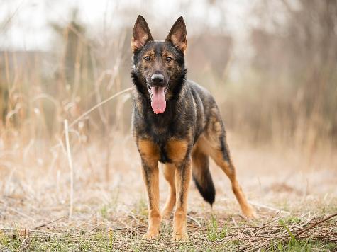 Yitro von Prufenpuden Image