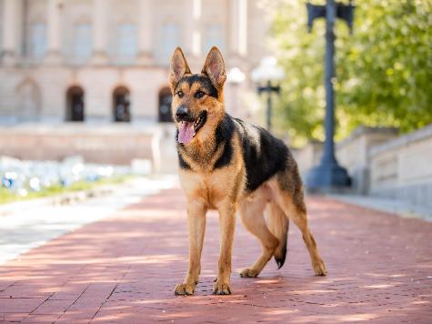 Zadok von Prufenpuden Image