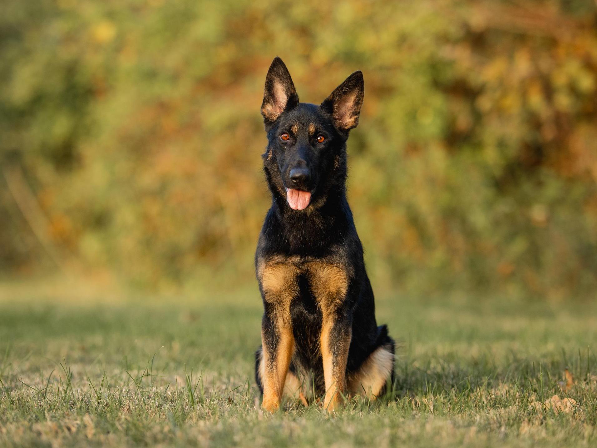 Bindi von Prufenpuden